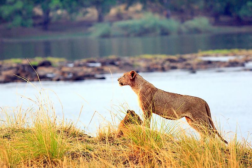 #11 Zambezi National Park