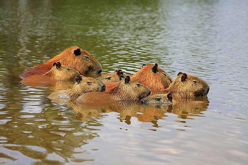 #4 Capybara
