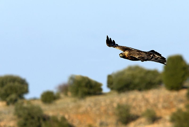 #10 Golden eagle