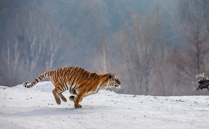 #10 Siberian Tiger -