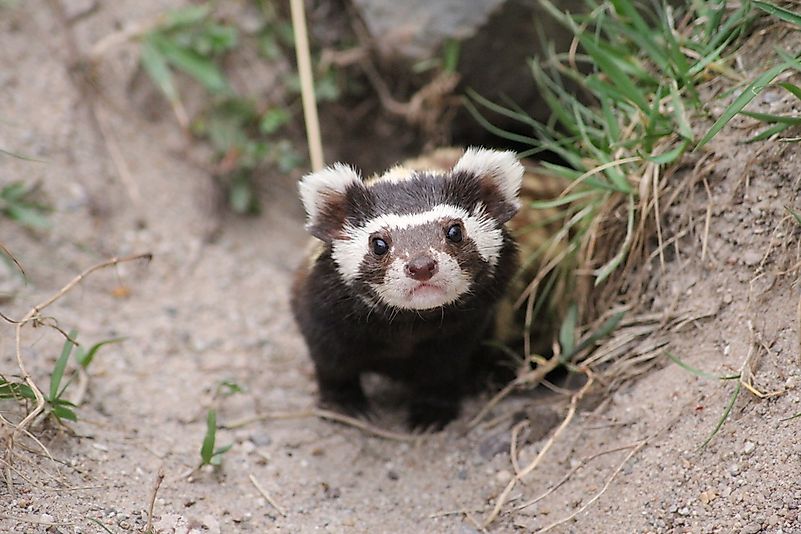 #6 Marbled Polecat