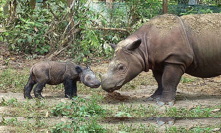 #5 Rhinoceros -