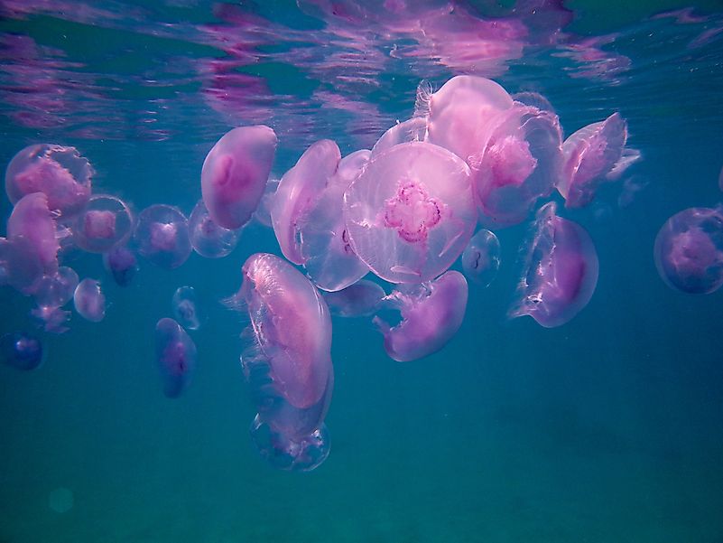 #10 Fluther of Jellyfish