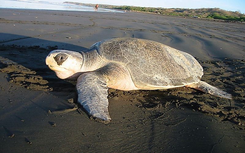 #4 Olive Ridley Turtle