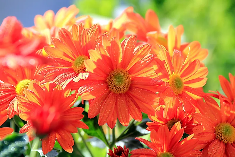 Chrysanthemum. Chrysanthemum