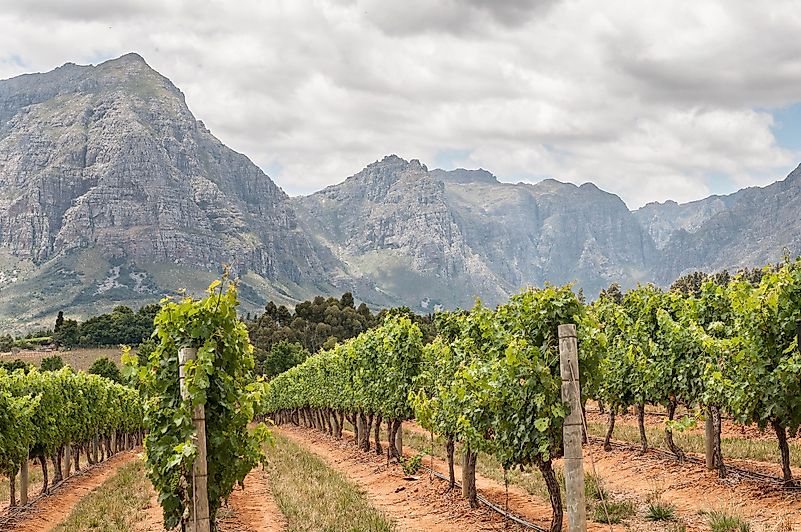View of vineyards near Stellenbosch in the Western Cape Province of South Africa. Image credit: Grobler du Preez/Shutterstock.com View of vineyards near Stellenbosch in the Western Cape Province of South Africa. Image credit: Grobler du Preez/Shutterstock.com
