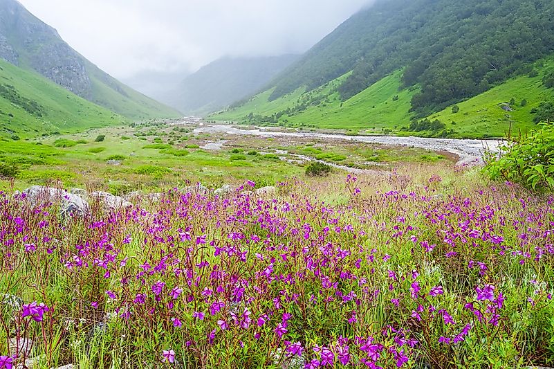 #8 The Valley of Flowers