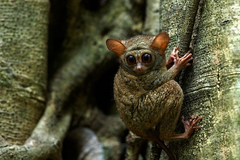 #7 Tarsius