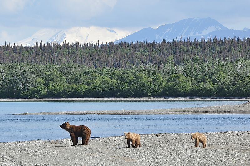 #7 Grizzly Bear