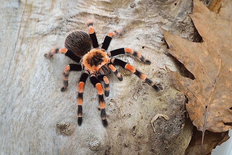 A tarantula in Australia. A tarantula in Australia.
