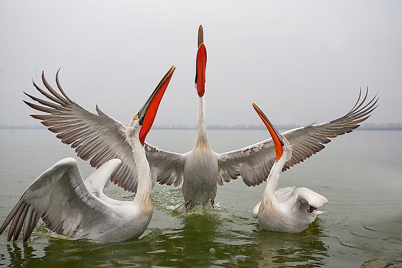 Dalmatian pelicans. Dalmatian pelicans.
