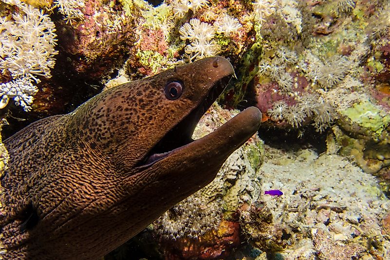 A moray eel in the Black Sea. A moray eel in the Black Sea.