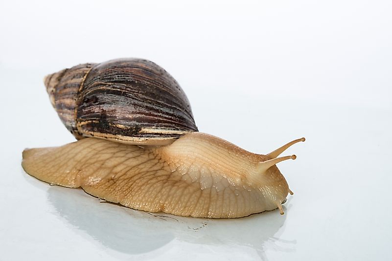 #7 African Giant Snail