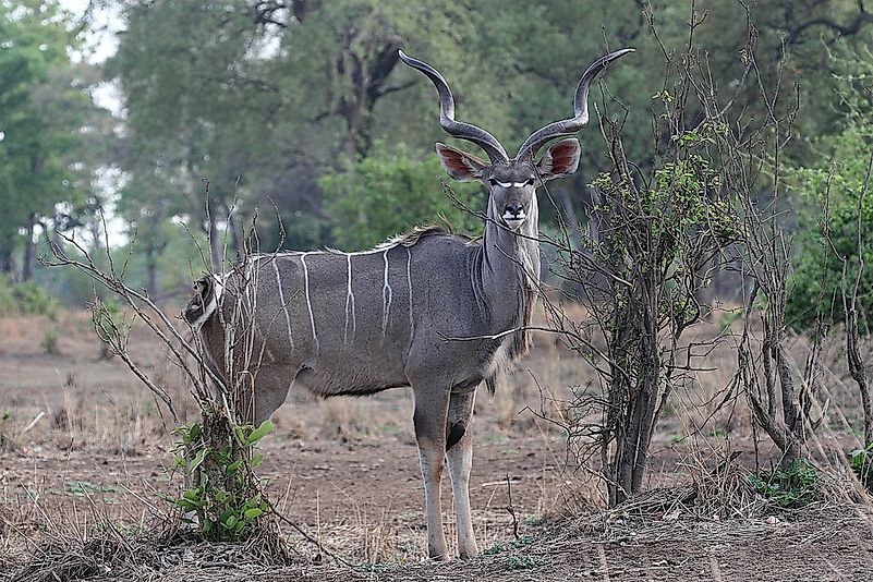 #1 Greater kudu bull