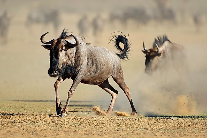 #1 Wildebeest