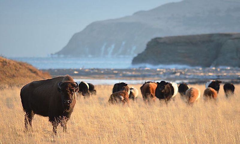 #4 Bison