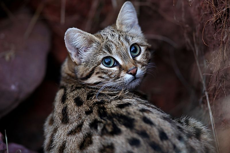 A black-footed cat. A black-footed cat.
