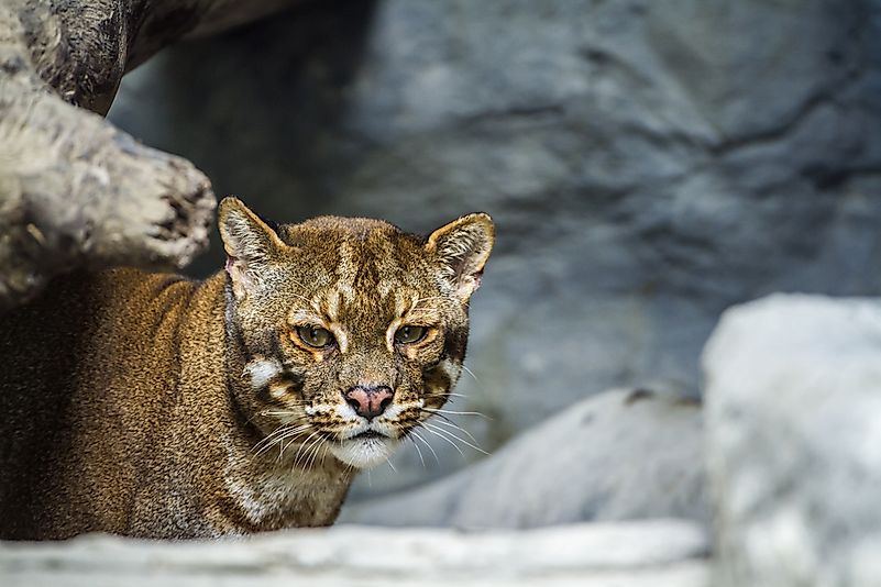 An Asian golden cat in a zoo. An Asian golden cat in a zoo.