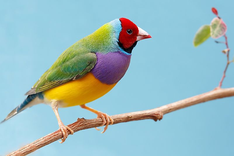 #4 Lady Gouldian Finch