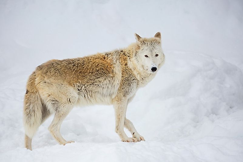 #1 Tundra Wolf