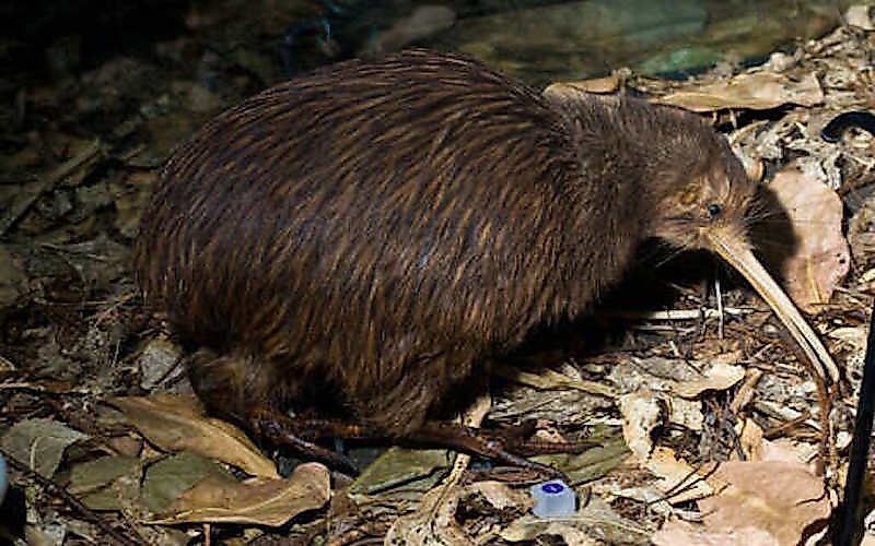 #5 North Island Brown Kiwi