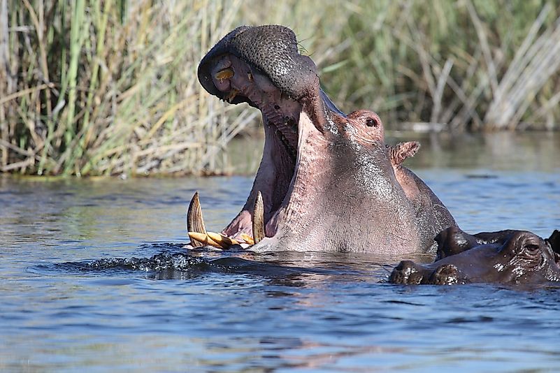 #2 Hippopotamus
