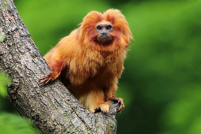 #2 Golden lion tamarin