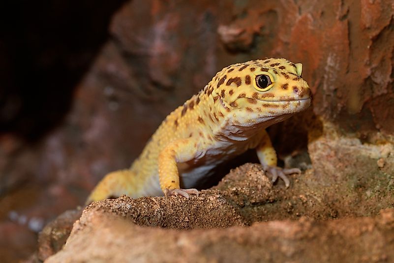 A leopard gecko. A leopard gecko.