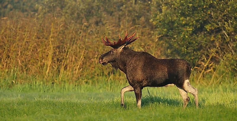 #5 Eurasian Elk