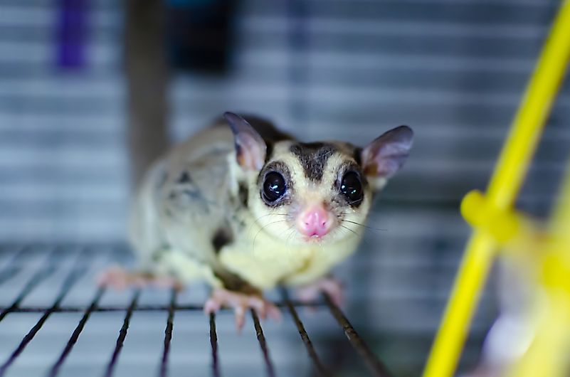 Possum in captivity.