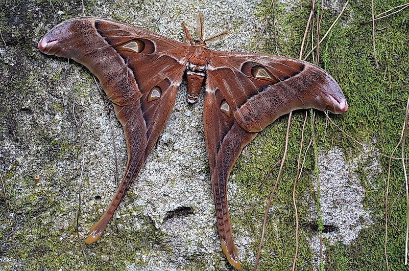 #1 Hercules Moth