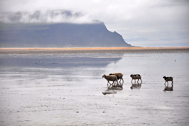 The beautiful Rauðisandur Beach. Image credit: Jennifer Boyer/Flickr.com The beautiful Rauðisandur Beach. Image credit: Jennifer Boyer/Flickr.com