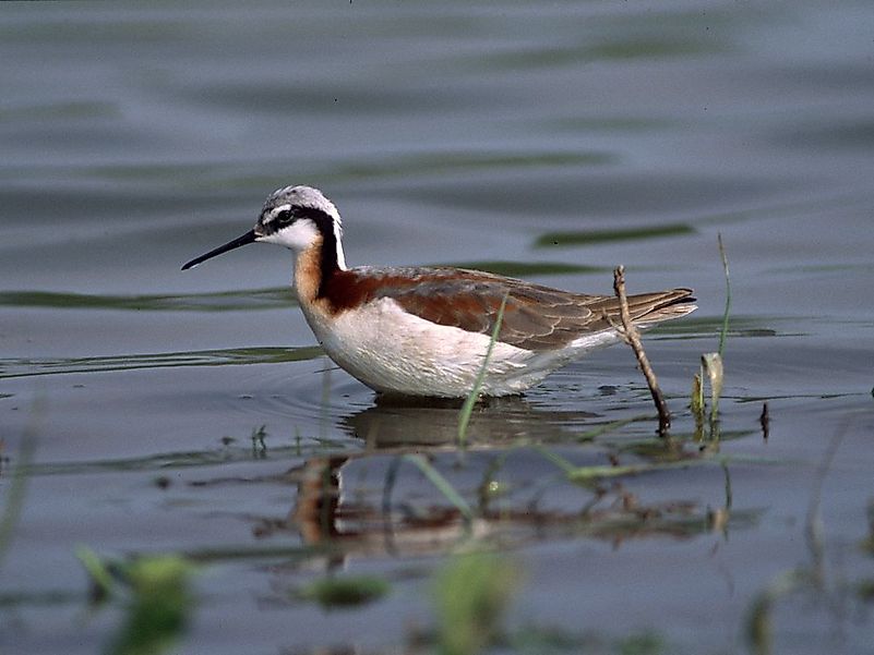 #3 Wilson's Phalarope