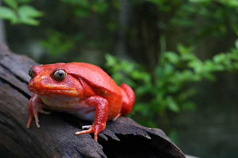 #7 Tomato Frogs