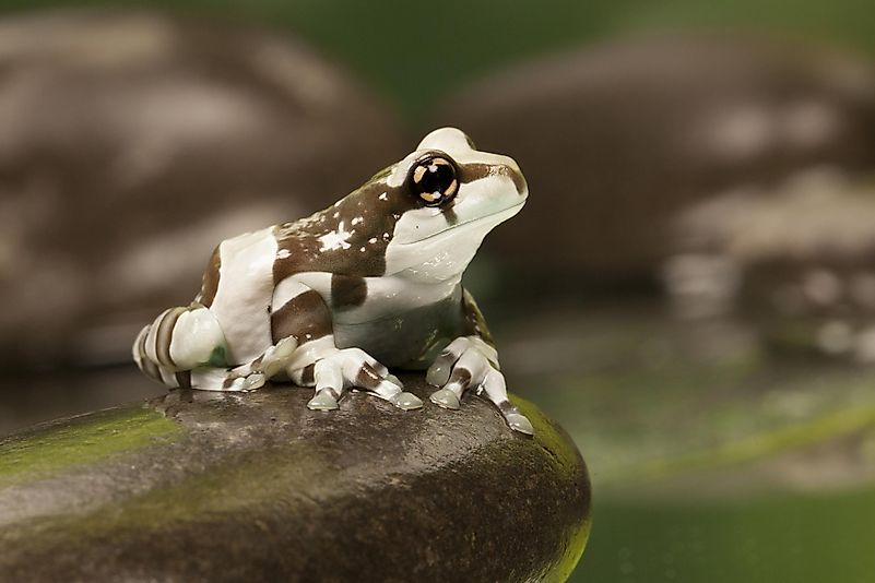 Yeah, Mike is a male specimen of the Amazon milk frog. Yeah, Mike is a male specimen of the Amazon milk frog.