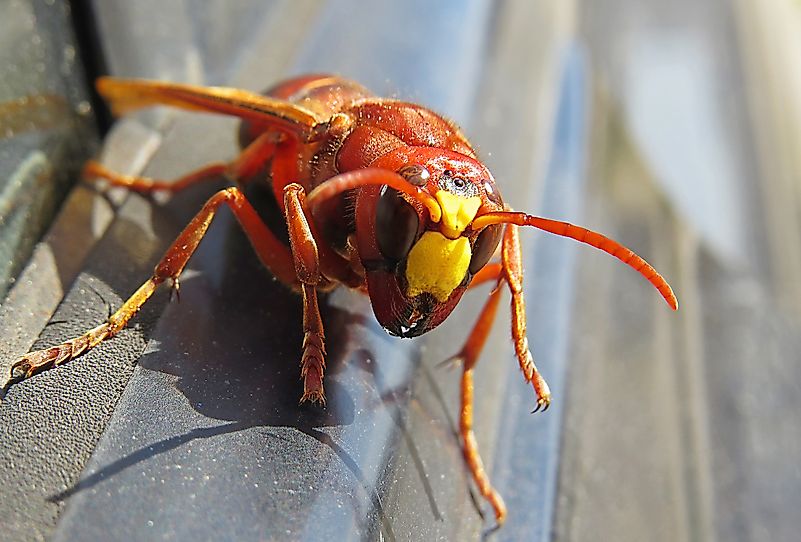 An Asian hornet. Image credit: AyhanTuranMenekay/Shutterstock.com An Asian hornet. Image credit: AyhanTuranMenekay/Shutterstock.com