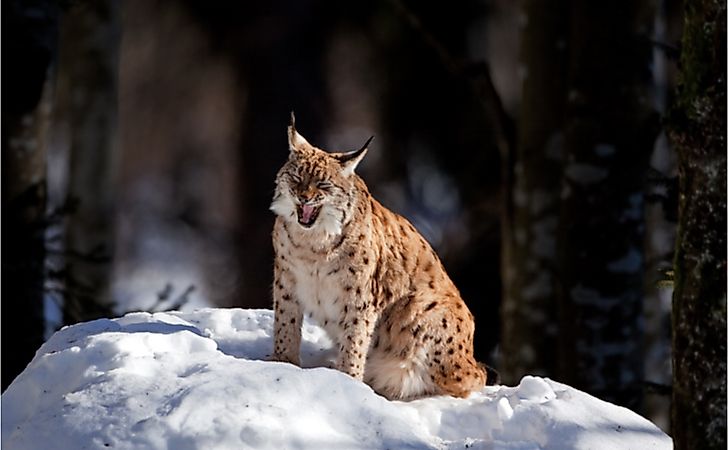#3 Eurasian Lynx -