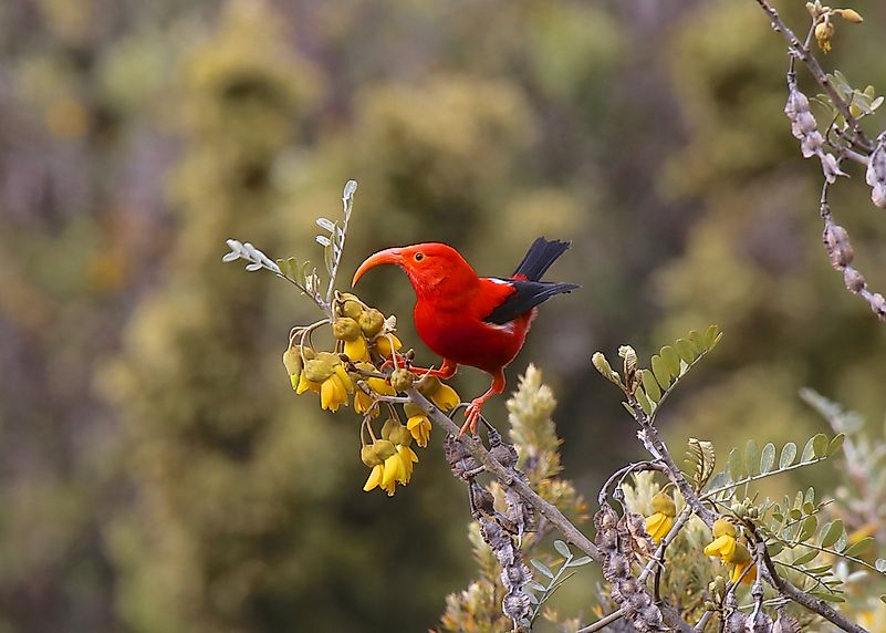 Hawaii's I‘iwi bird.