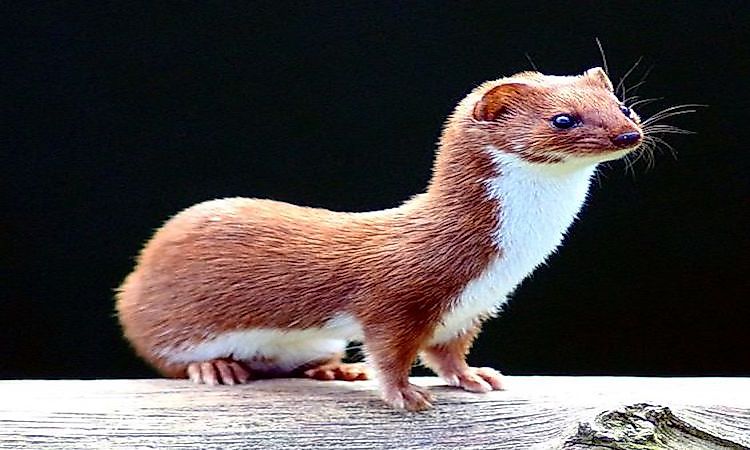 #11 Weasel -
