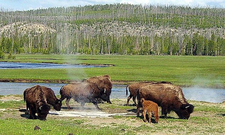 #2 Yellowstone National Park -