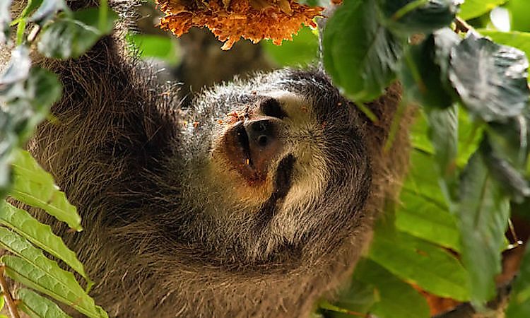 #3 Pale-Throated Sloth -