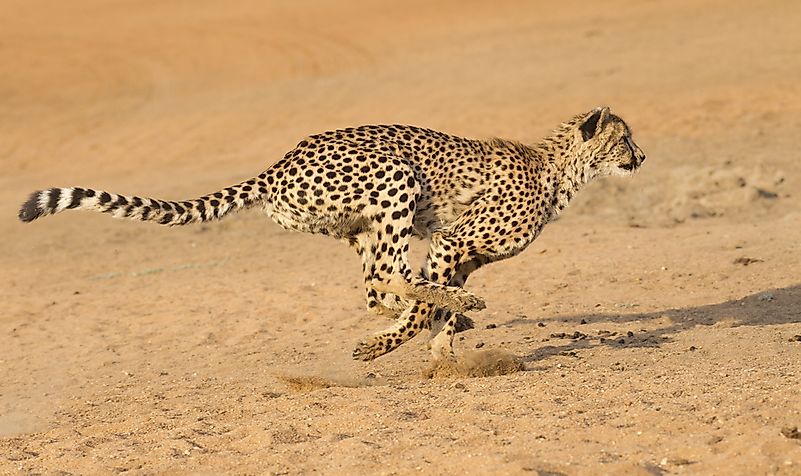#6 Cheetah