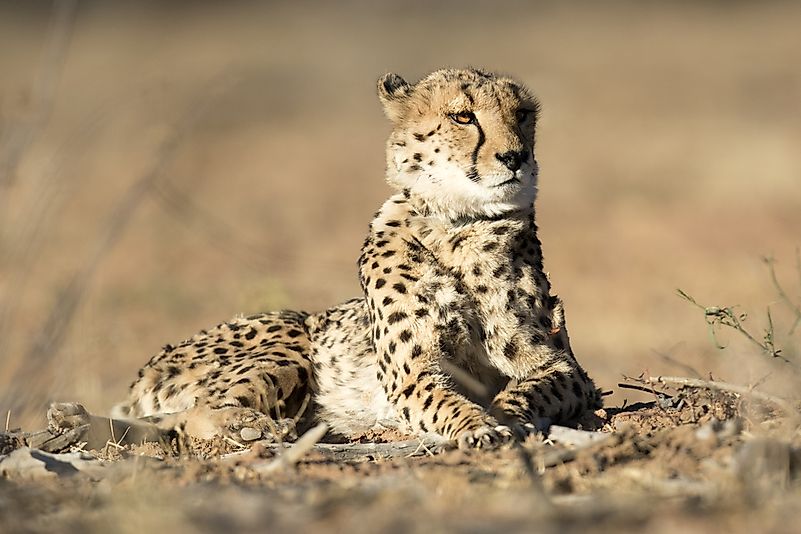 #2 Saharan Cheetah