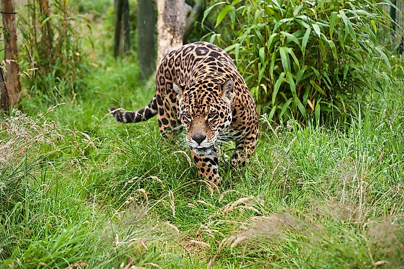 #5 Jaguar