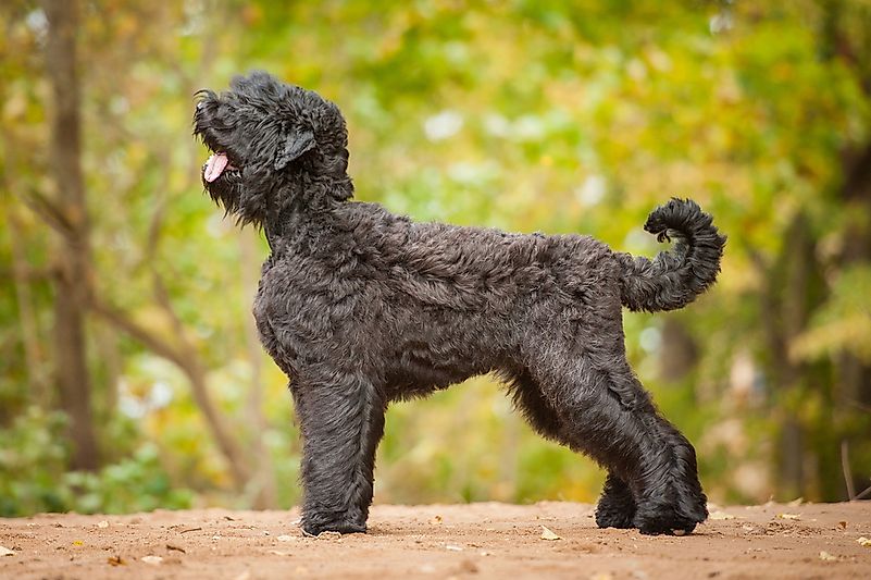 #8 Black Russian Terrier