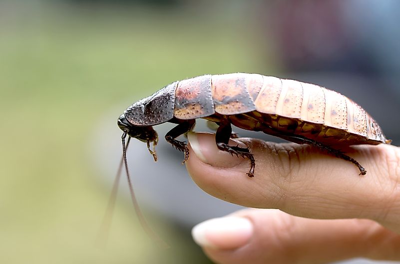 #5 Madagascar Hissing Cockroach