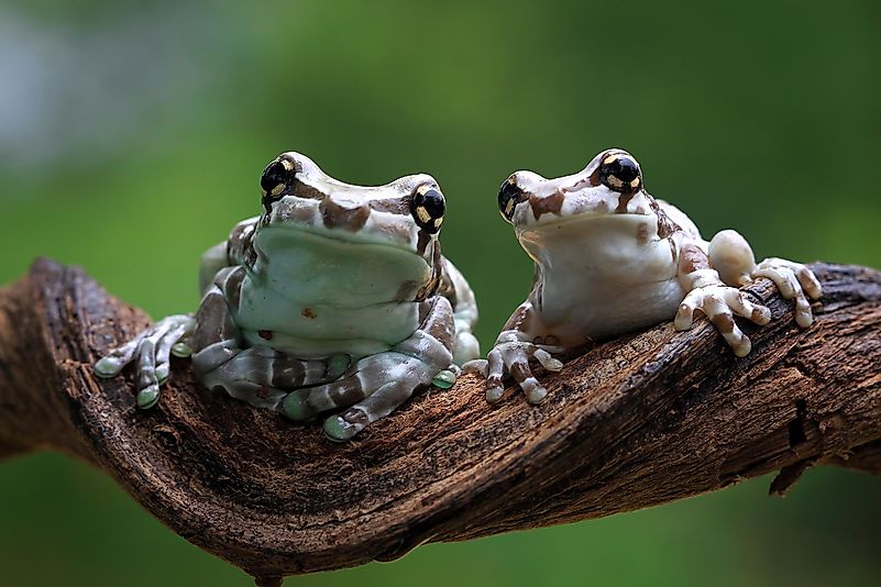 Once the rainy season starts in the forests, the Amazon milk frogs mate. Once the rainy season starts in the forests, the Amazon milk frogs mate.