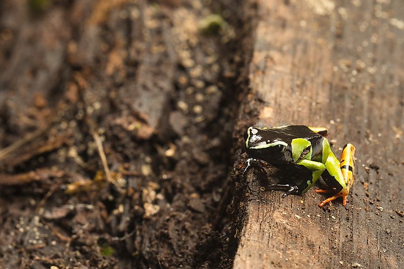 #1 Painted Mantella