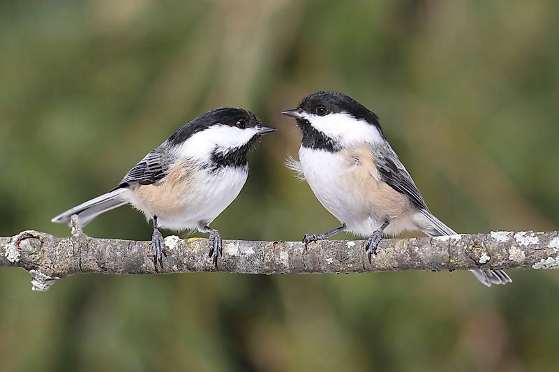 Black-capped Chickadees. Image credit: Steve Byland/Shutterstock.com