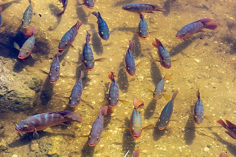 #4 Mayan Cichlid